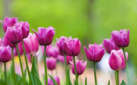 Қазақстанда қай гүлді терген үшін 13 миллион теңге айыппұл салынуы мүмкін?