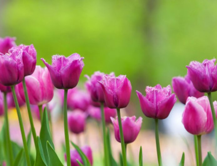 Қазақстанда қай гүлді терген үшін 13 миллион теңге айыппұл салынуы мүмкін?