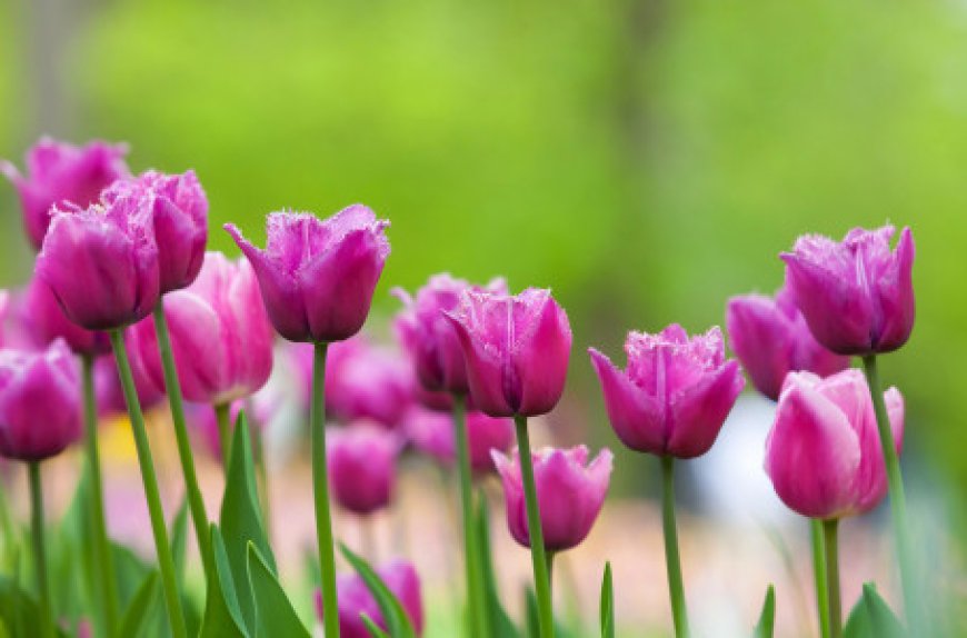 Қазақстанда қай гүлді терген үшін 13 миллион теңге айыппұл салынуы мүмкін?