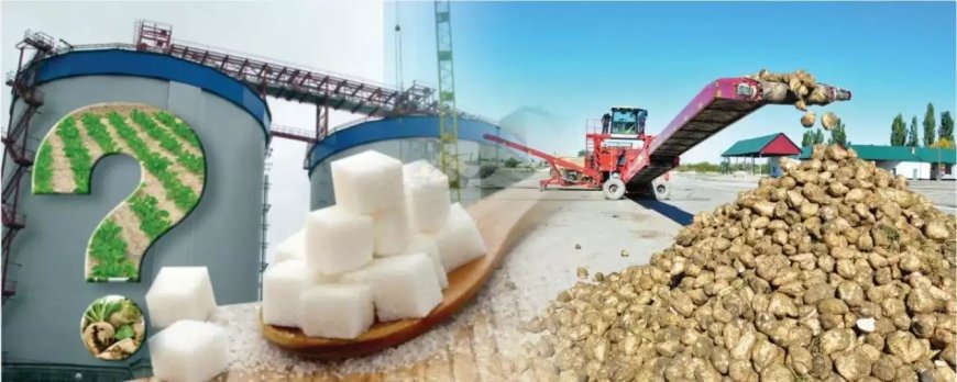 Тараз қант зауыты биыл қызылша өңдей ме?